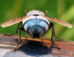 Musca domestica!